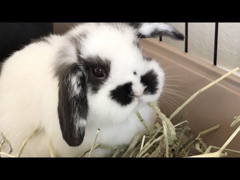 Cutest Baby Bunny Munching On Hay