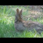 Funny and Cute Baby Bunny Rabbit Video | Most Beautiful Animals | By Hamdan Animals World