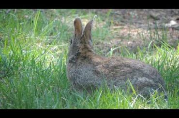 Funny and Cute Baby Bunny Rabbit Video | Most Beautiful Animals | By Hamdan Animals World