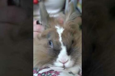 Funny and cute bunny #shorts