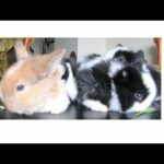 Baby Bunny Rabbits Eating (3 weeks old) - Cute Animals