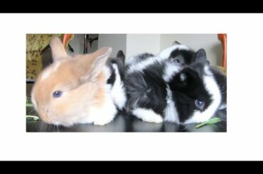 Baby Bunny Rabbits Eating (3 weeks old) - Cute Animals