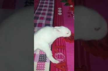#rabbitkabaccha||rabbit ka baccha||cute rabbit||funny rabbit||#shorts#rabbit