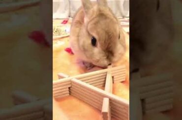 cute bunny 1 #shorts