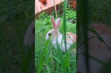 Cute Rabbit in Grass #shorts