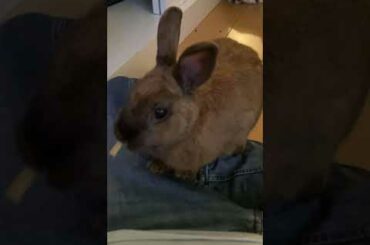 Cute Bunny Climbs Onto Me For A Treat! #shorts