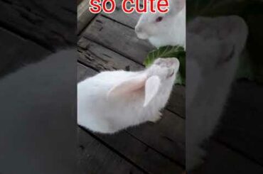 cute rabbit #short