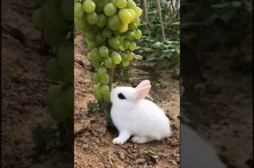 Cute Rabbit I Cuteness Overloaded
