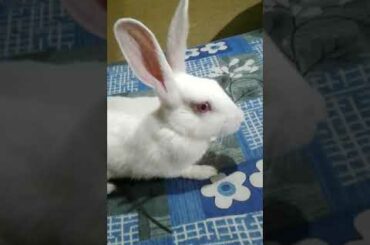 rabbit new video|| cute rabbit ||#shorts