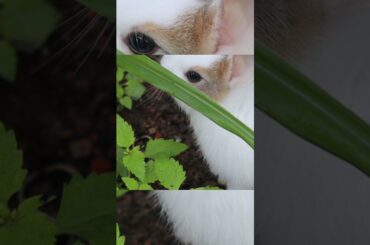 A cute Rabbit Eating Grass