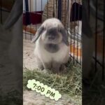 cute rabbit: gimme TREATS