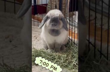 cute rabbit: gimme TREATS