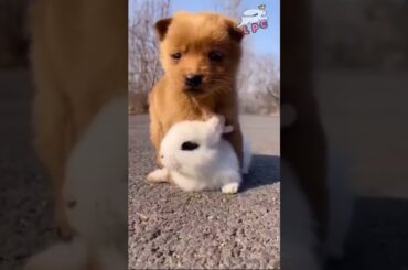Cute Bunny with Sleepy Dog #shorts