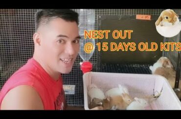 RABBIT FARMING: NEST OUT @ 15 DAYS OLD KITZ. CUTE RABBIT PET
