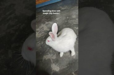 Spending time with magic# cute bunny# pet rabbits