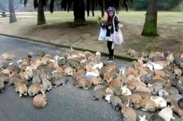 It's Always Bunny Rush Hour on This Japanese Island
