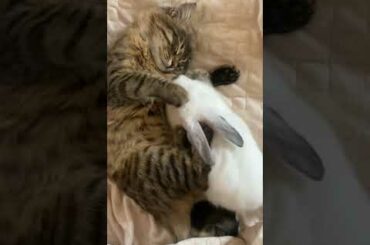 Cute Cat with Cute Rabbit