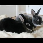 cute rabbit breed