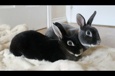 cute rabbit breed