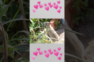 Cute Rabbit Lady Eating Cabbage in Garden