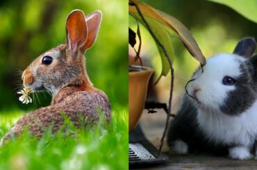 Funny and cute Baby Bunny rabbit in the world videos | Rabbit Bunny video compilation #Rabbit