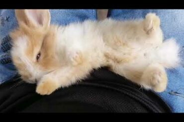 Cute Bunny Sleepy Relaxing, she's getting comfy