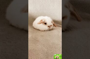 Cute bunny||and three adorable bunny||