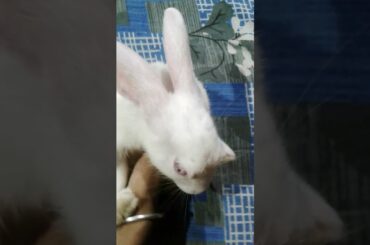 how rabbit sleep|| naughty rabbit ||#cute rabbit #shorts #rabbitfun2k