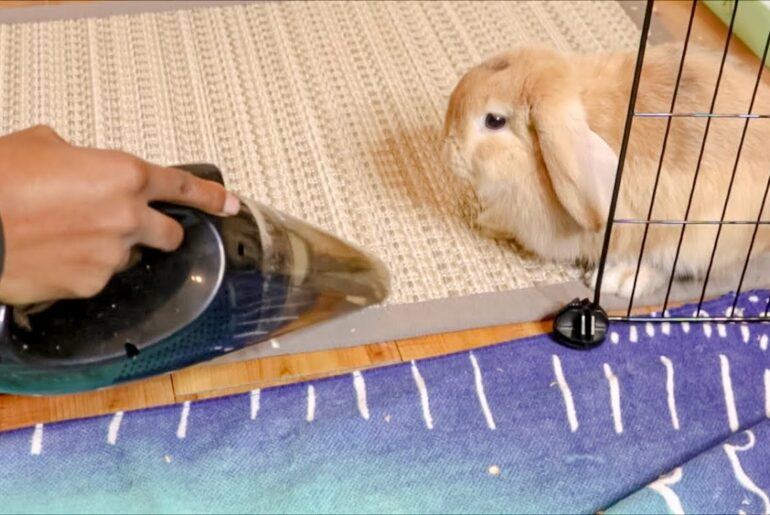 Cute Bunny Gets Scared of Vacuum