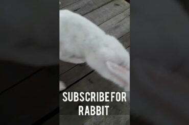 cute rabbit #short