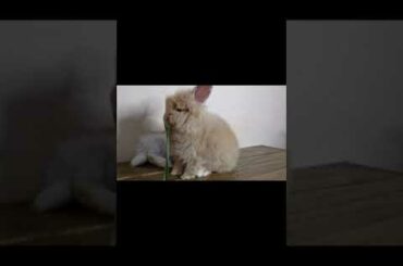 FUNNY CUTE RABBIT #SHORTS