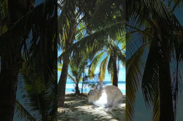 Funny and cute bunny at the beach #shorts