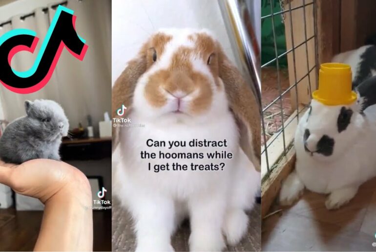 Bunnies and Rabbits being cute - Bunny side if TikTok #2