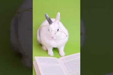 Cute rabbit is reading book.