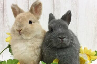 Adorable Rabbits | Adorable Baby Rabbits | Cutest Rabbit Videos