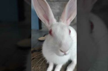 Cute Rabbit Outside | Rabbit Cute smile #rabbits