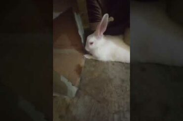 cute bunny || #shorts