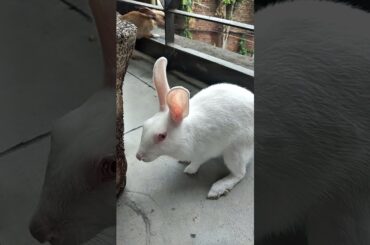 Cute rabbit pair playing outside | Khargosh ki masti #rabbits