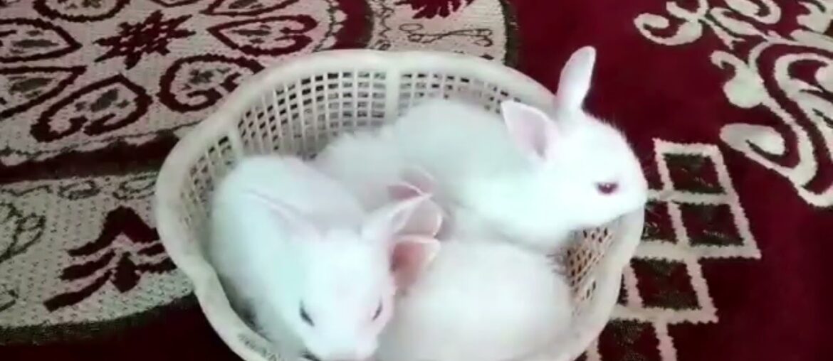 Little Small Bunny | Cute Rabbit | Khargosh Ka Baccha | New Zealand White Rabbit | Pet Home India