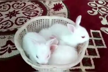 Little Small Bunny | Cute Rabbit | Khargosh Ka Baccha | New Zealand White Rabbit | Pet Home India