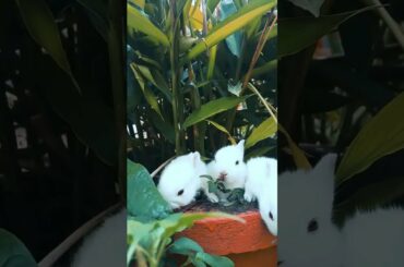 Cute bunny video #shorts