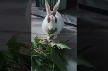 My Cute Rabbit | Pet Rabbit