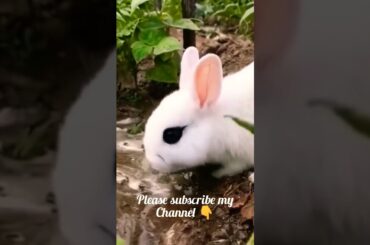 Cute baby rabbit #shorts #rabbit #baby