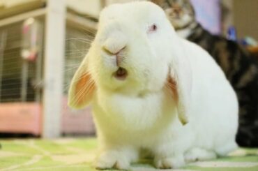 Cute Rabbits Compilation - Cute Rabbit Videos - Cute Rabbit Doing Funny Things