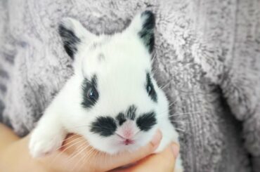 ADORABLE baby Rabbit !!!!!