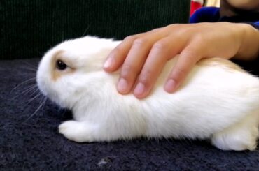 Baby bunny at Week 3 : Juls  the cute rabbit