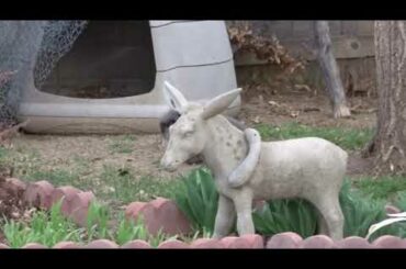 Cute Rabbit and Cat enjoying each other (Conejo y Gato)