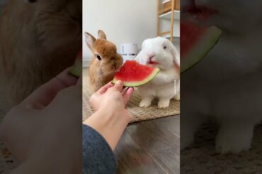 Cute Rabbit eating watermelon #shorts #animalworld #discoveranimal #wildlife #funny