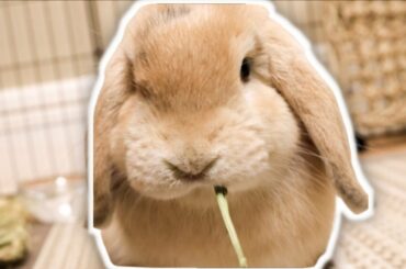 Cute Bunny Eating Her Hay- Sunny Bunny- Cute Rabbit Eating