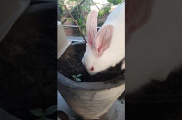 Cute rabbit enjoying outside | Rabbit ki masti #rabbits